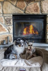 Dog friendly. Friendly dogs. Dog friendly. Friendly dogs.